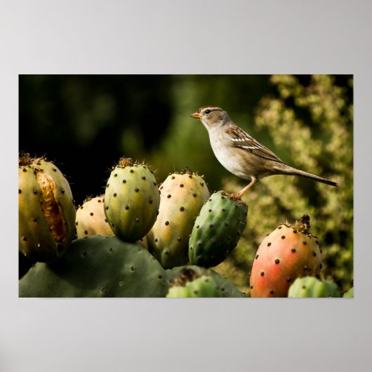 Vogel op Cactus Poster (Voorkant)