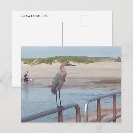 Vogel op de steiger - Corpus Christi, Texas Briefkaart (Voorkant / Achterkant)