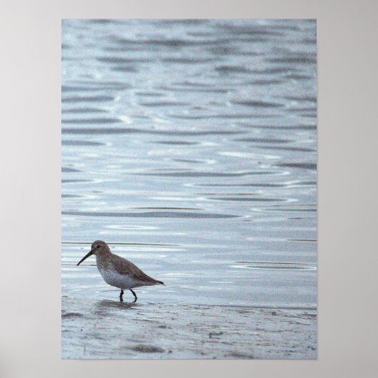 Vogel op de Strand Poster (Voorkant)