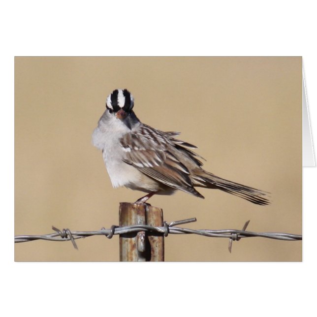 Vogel op een draad (Voorkant Horizontaal)