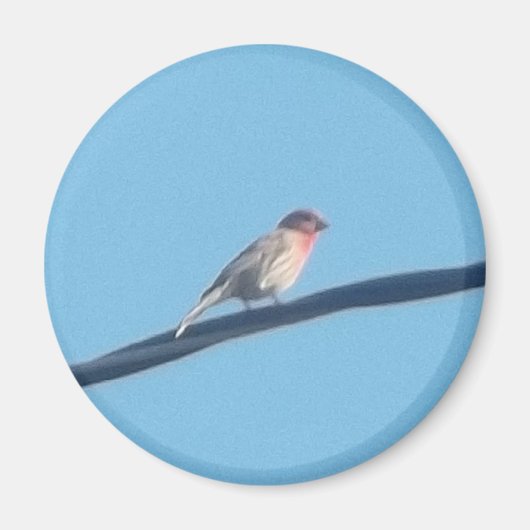 Vogel op een draad magneet (Voorkant)