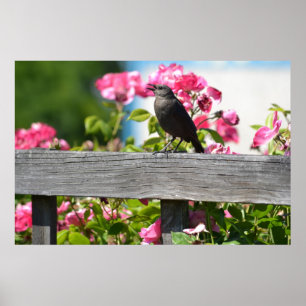 Vogel op een hek poster
