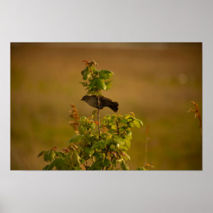 Vogel op een Poster van de Tak