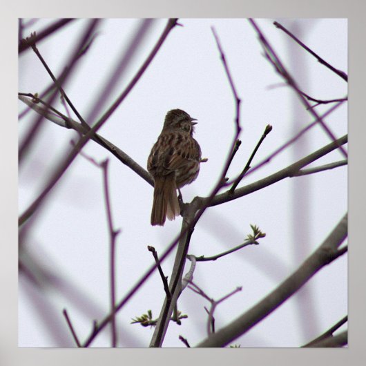 Vogel op een Poster van de Tak (Voorkant)