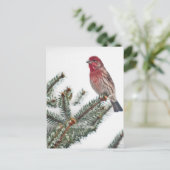 Vogel op een Sneeuwwitje Evergreen Briefkaart (Staand voorkant)