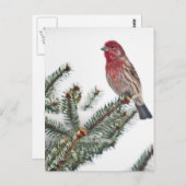 Vogel op een Sneeuwwitje Evergreen Briefkaart (Voorkant / Achterkant)