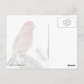 Vogel op een Sneeuwwitje Evergreen Briefkaart (Achterkant)