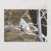 Vogel op een tak Briefkaart (Voorkant)