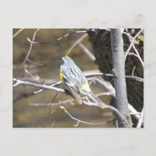Vogel op een tak Briefkaart (Voorkant)