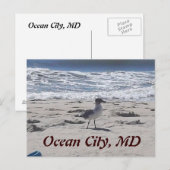 Vogel op het strand Briefkaart (Voorkant / Achterkant)