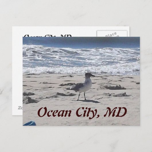 Vogel op het strand Briefkaart (Voorkant / Achterkant)