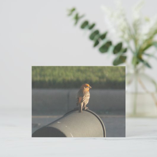 Vogel op postvak briefkaart (Staand voorkant)