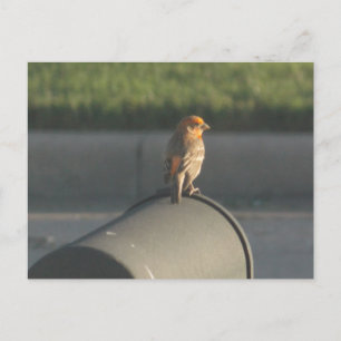 Vogel op postvak briefkaart