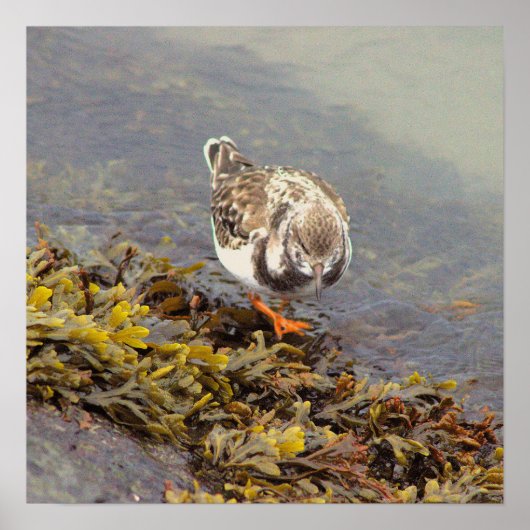 Vogel op Rots Foto Poster (Voorkant)