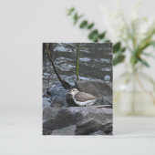 Vogel op Rotsen Ansichtkaart Briefkaart (Staand voorkant)