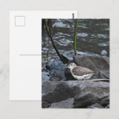 Vogel op Rotsen Ansichtkaart Briefkaart (Voorkant / Achterkant)