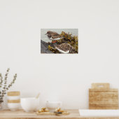 Vogel op Rotsfoto Poster (Keuken)