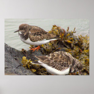 Vogel op Rotsfoto Poster
