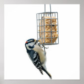 Vogel op Suet Feeder Graphic Poster (Voorkant)