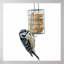 Vogel op Suet Feeder Graphic