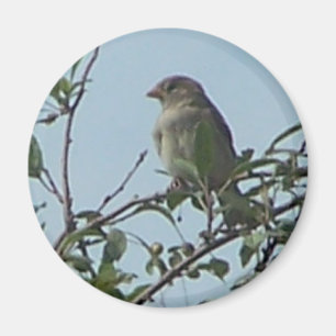 vogel op tak magneet