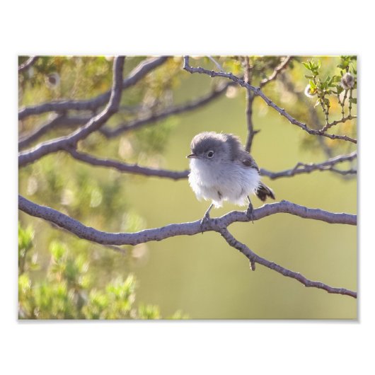 Vogel op Twig (Bushtit) Foto Afdruk (Voorkant)