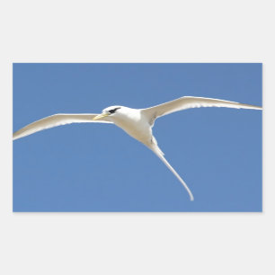 Vogel Paille en Queue Maurice Rechthoekige Sticker