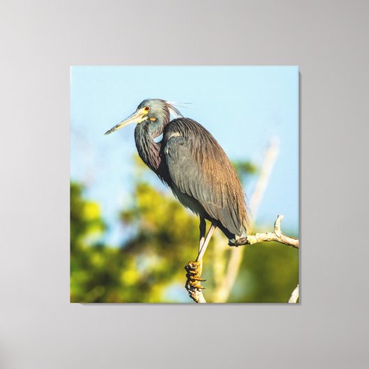 Vogel Perfect 35,70 x 37 opgespannen canvasprint Canvas Afdruk (Voorkant)