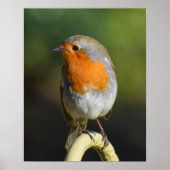 vogel poster (Voorkant)