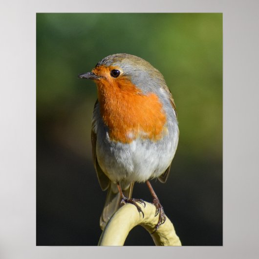 vogel poster (Voorkant)