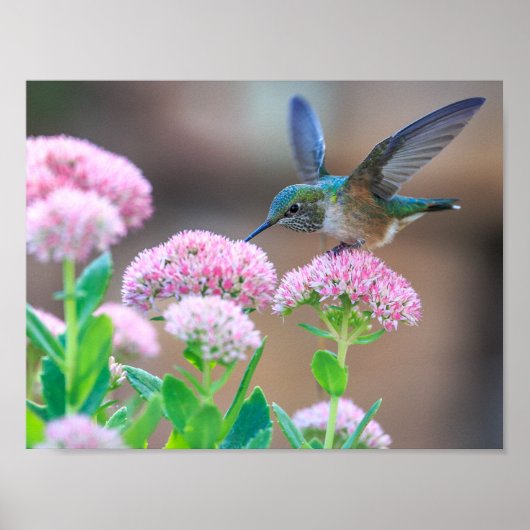 vogel poster (Voorkant)