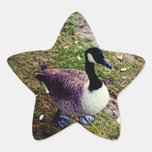 vogel ster sticker (Voorkant)