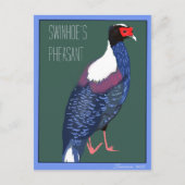 Vogel -- Swinhoe's Fazant Briefkaart (Voorkant)