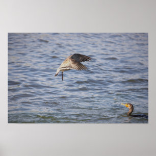 Vogel tijdens de vlucht en dubbelwandig aalscholve poster