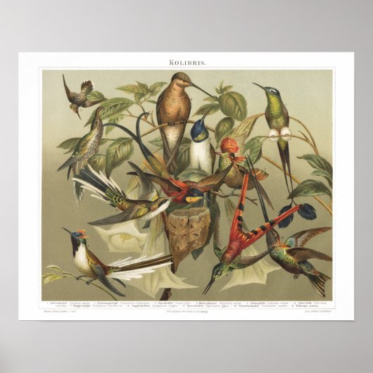  vogel uit de jaren 1800, Hummingbird Print (Voorkant)