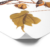 Vogel van Audubon Bay Breasted Warbler op Plant va Poster (Hoek)