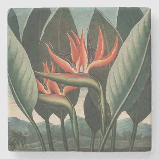  vogel van de Botanische tempel van Flora van het  Stenen Onderzetter (Voorkant)