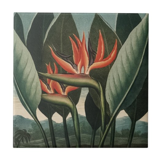 vogel van de Botanische tempel van Flora van het Tegeltje (Voorkant)