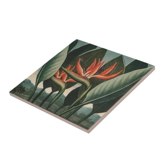 vogel van de Botanische tempel van Flora van het Tegeltje (Zijkant)