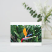 Vogel van de paradijsbloem - Californië Briefkaart (Staand voorkant)