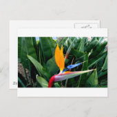 Vogel van de paradijsbloem - Californië Briefkaart (Voorkant / Achterkant)