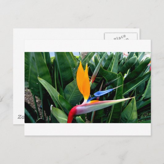 Vogel van de paradijsbloem - Californië Briefkaart (Voorkant / Achterkant)