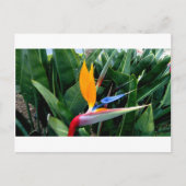 Vogel van de paradijsbloem - Californië Briefkaart (Voorkant)