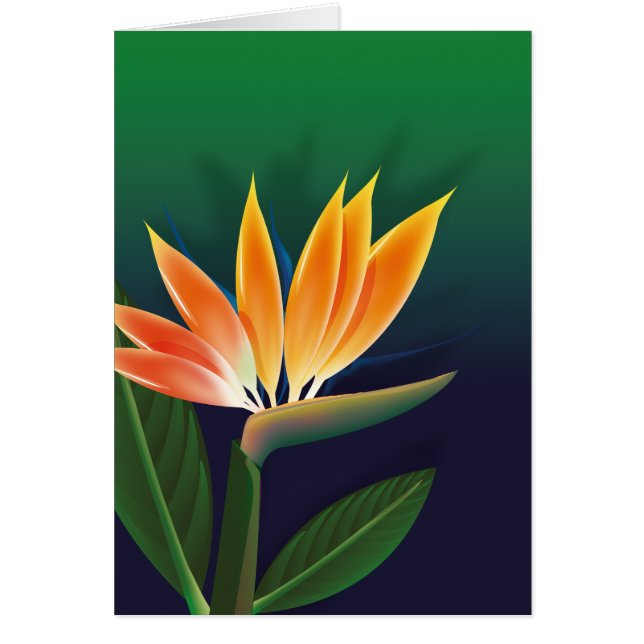 Vogel van de paradijzenbloem (Voorkant)