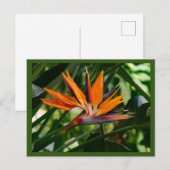 Vogel van de paradijzenbloem briefkaart (Voorkant / Achterkant)