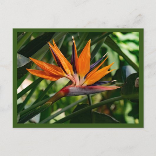 Vogel van de paradijzenbloem briefkaart (Voorkant)