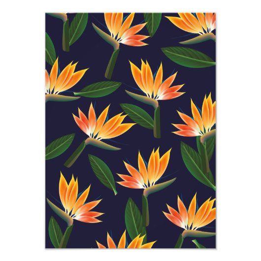 Vogel van de paradijzenbloem foto afdruk (Voorkant)