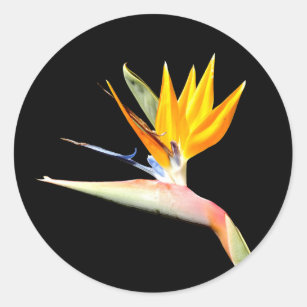 Vogel van de Plant van het Paradijs Ronde Sticker