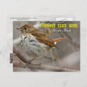 Vogel van de staat Vermont: Hermit Thrush Briefkaart (Voorkant / Achterkant)