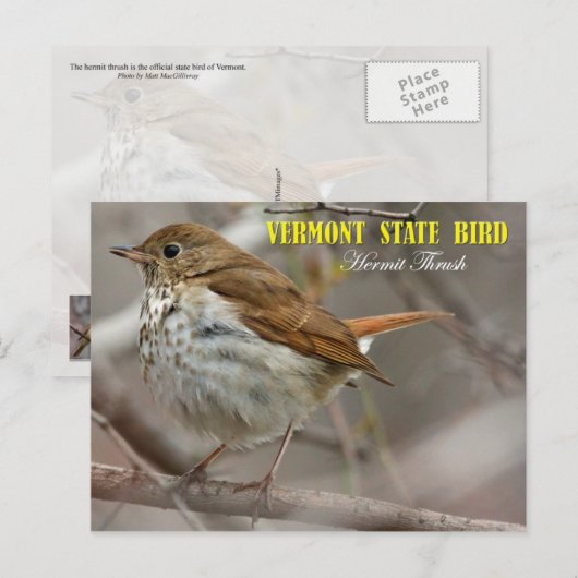 Vogel van de staat Vermont: Hermit Thrush Briefkaart (Voorkant / Achterkant)